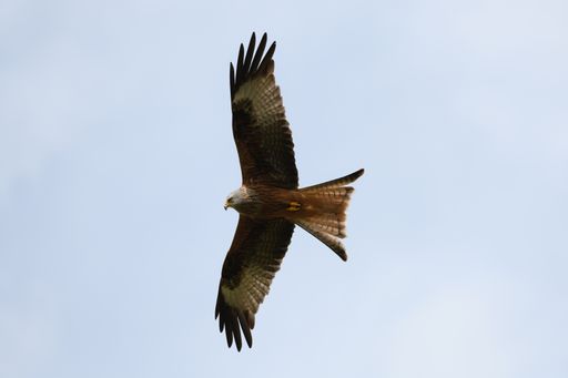 A closeup of a red kite flying high up in a blue sky with their wings wide open