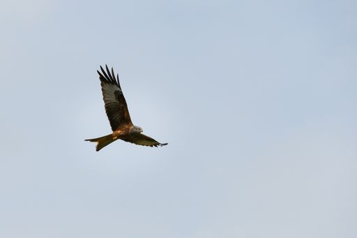 A closeup of a red kite flying high up in a blue sky with its wings wide open
