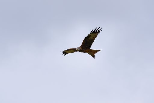A closeup of a red kite flying high up in a blue sky with its wings wide open
