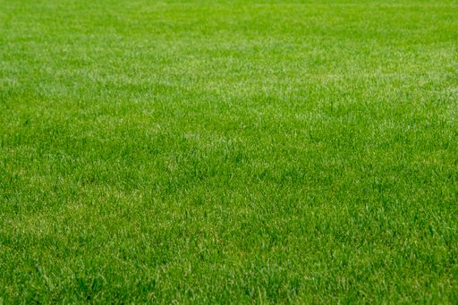 The perfect green grass of the sport field or back yard