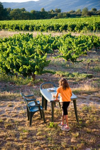 Vineyards during summer in Provence in France