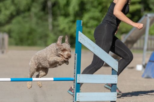 A closeup of a Spanish Water Dog jumping over an agility hurdle, following a female trainer