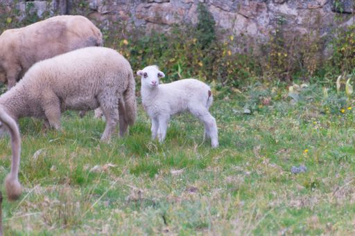 A closeup shot of sheep grazing in the forest in Galicia, Spain