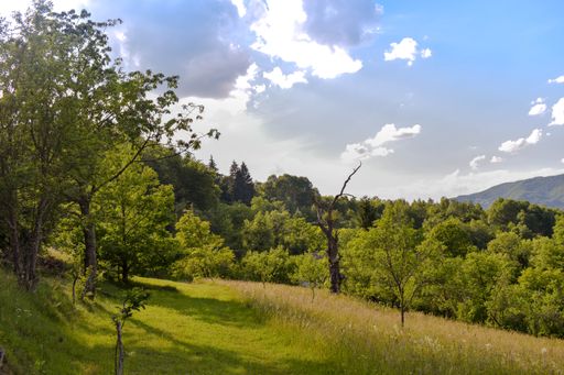 A mesmerizing view of the forest with dense green trees and grass surrounded by mountains against a cloudy sky