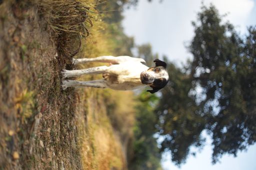 A vertical shot of a white dog with black spots in the forest, Trinidad, Blanchisseuse