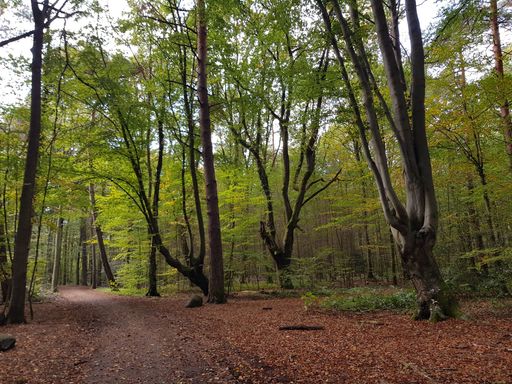 The forest with tall and old trees captured during the daytime