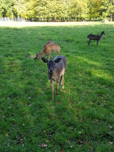 A beautiful view of the adorable brown deer in the meadow