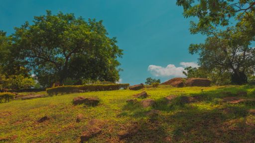 A low angle shot of a rural green forest in Abuja, Nigeria
