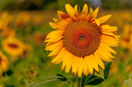 A closeup of a sunflower in a field under the sunlight
