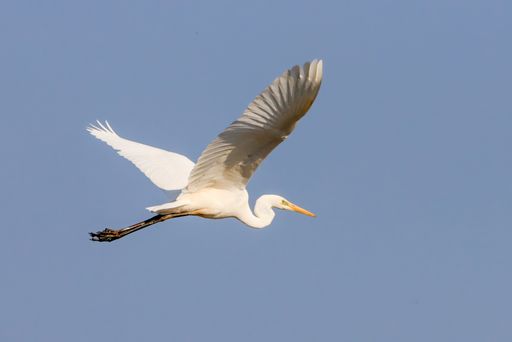 A low angle shot of a white great egret bird flying in a blue sky