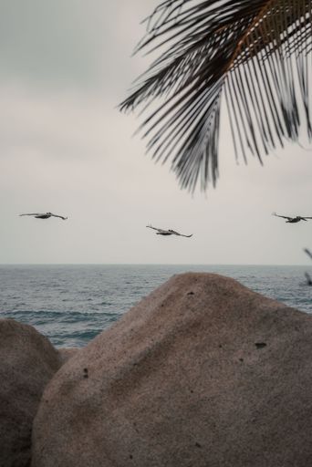 A vertical of seagulls flying above rocks on a beach against a sea on a cloudy day