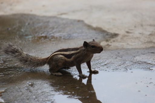 A closeup shot of an Asian chipmunk drinking water from a puddle