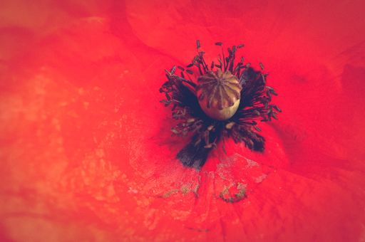 A macro shot of a fresh red poppy flower center