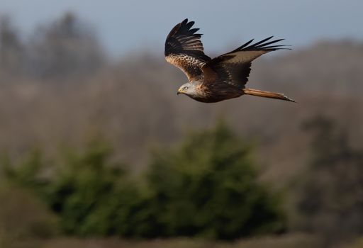A low-angle shot of a Red Kite bird flying high through the trees