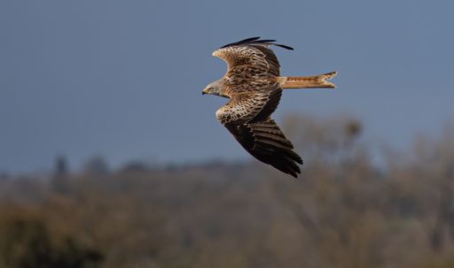 A low-angle shot of a Red Kite bird flying with half-opened wings through the trees