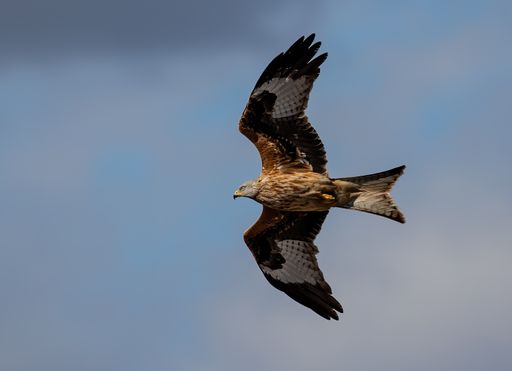 A low-angle shot of a Red Kite bird flying with wide opened wings in a blue sky