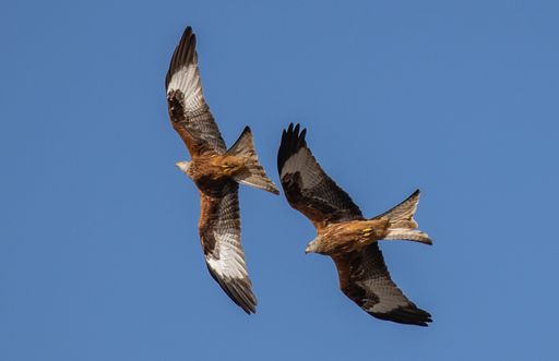 A low-angle shot of two Red Kite birds flying with wide-opened wings in a blue sky