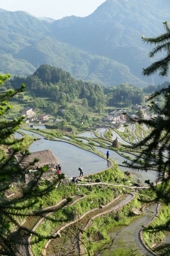 A beautiful high angle view of the Rice terraces in the Philippine Cordillera