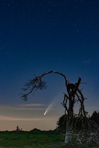 A closeup of an old dead tree in a field under a starry sky at night