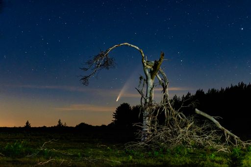 A low angle closeup of an old tree in a field under a dark blue starred night sky