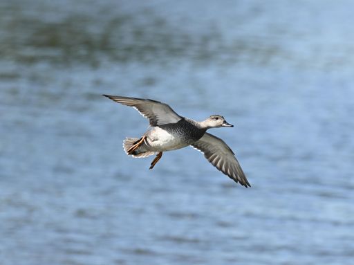 A close-up shot of a male gadwell in flight with wide open wings over the lake