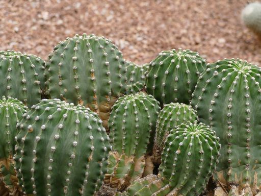 A beautiful shot of cigarettes plants in the cactus morocco garden on a sunny day
