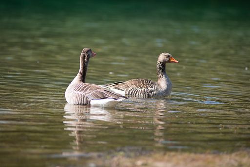 A shallow focus shot of two domestic geese swimming in the calm lake water in a bright sunlight with blurred background