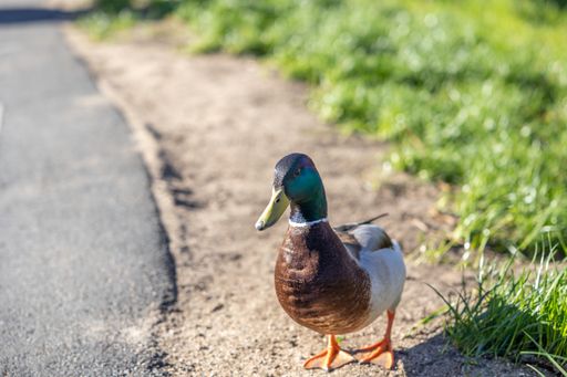 A mallard duck walking along a pathway