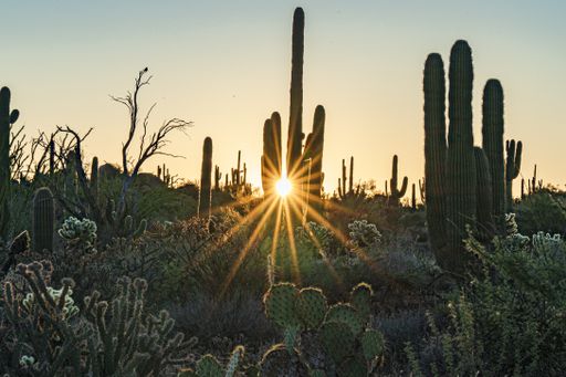 A field with beautiful cactus plants and bushes surrounded by rocky hills