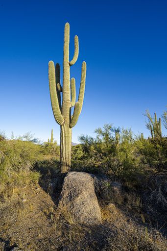 A field with beautiful cactus plants and bushes surrounded by rocky hills