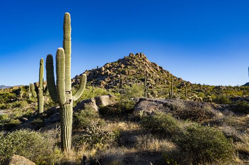 A field with beautiful cactus plants and bushes surrounded by rocky hills