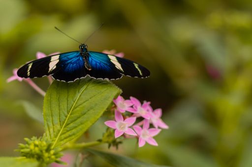 A closeup shot of a blue Linda Mariposa butterfly sitting on a leaf with blurred background
