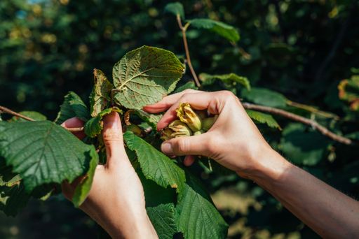 Harvesting of English cobnuts, a variety of hazelnuts, nuts, in Kent, United Kingdom. A shot of woman's hands picking nuts from a tree.