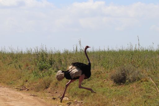 An ostrich running in Nairobi National Park in Nairobi, Kenya