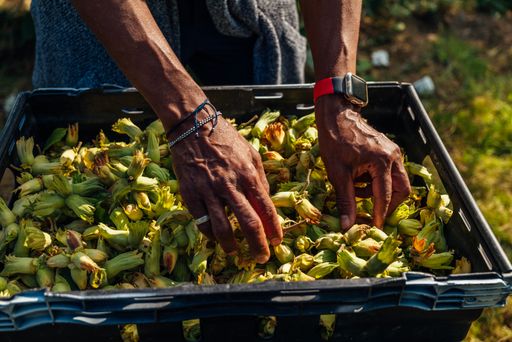 A close-up of man's hands processing freshly harvested English cobnuts in their shells, a variety of hazelnuts, nuts, in Kent, England, United Kingdom