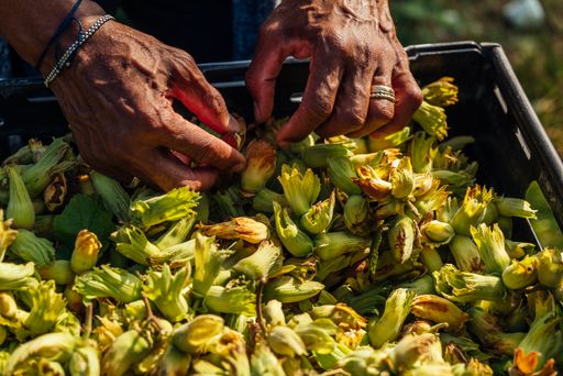 Man's hands showcasing freshly had-picked English cobnuts, a variety of hazelnuts, nuts, in Kent, England, United Kingdom.