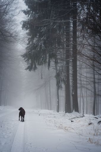 A grayscale shot of a dog walking in the winter park. Germany