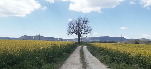 A scenic view of the trail heading to the lonely leafless tree in the middle of a field of yellow flowers