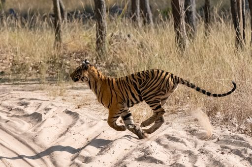 A young tiger running after a prey in the forest in India, Madhya Pradesh