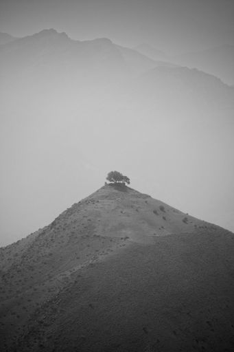 A grayscale shot of a tree on top of a hill against the background of misty mountains