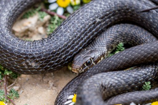 Close-up macro shot of Black western whip snake, Hierophis viridiflavus, basking near a Maltese Sea Chamomile plant, Anthemis urvilleana. Malta.