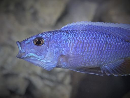 A closeup shot of an electric blue hap fish swimming underwater