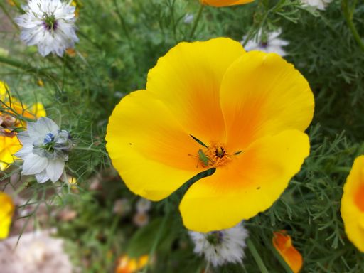 A closeup shot of a yellow California poppy with an insect on it