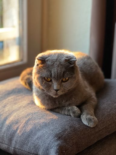 A vertical closeup shot of an adorable gray short-haired cat on a pillow near a window