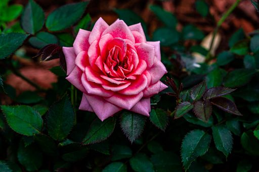 A selective focus shot of a pink rose