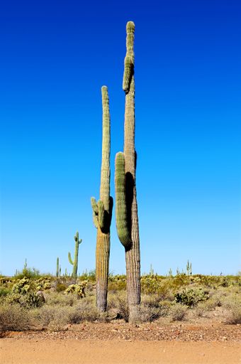 A vertical shot of beautiful cactuses on a sunny day in the desert