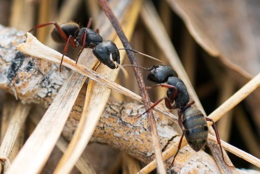 A closeup of two Western Carpenter Ants on branches in Washoe Valley, Nevada