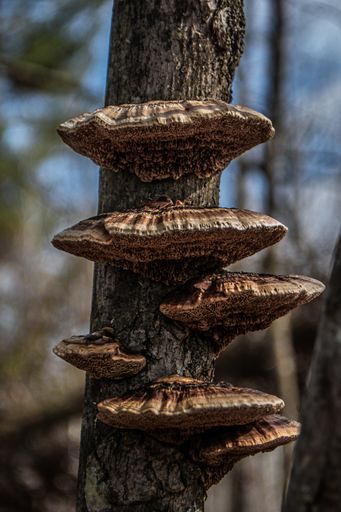 A vertical shot of Polypore fungi on a tree under sunlight