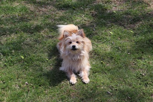 A closeup shot of a brown Australian Terrier in the garden on green grass
