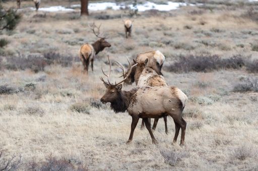 The tule elks in their natural habitat in a dry field